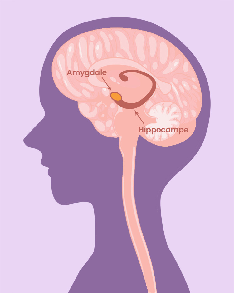 Coupe du cerveau : Amygdale et Hippocampe